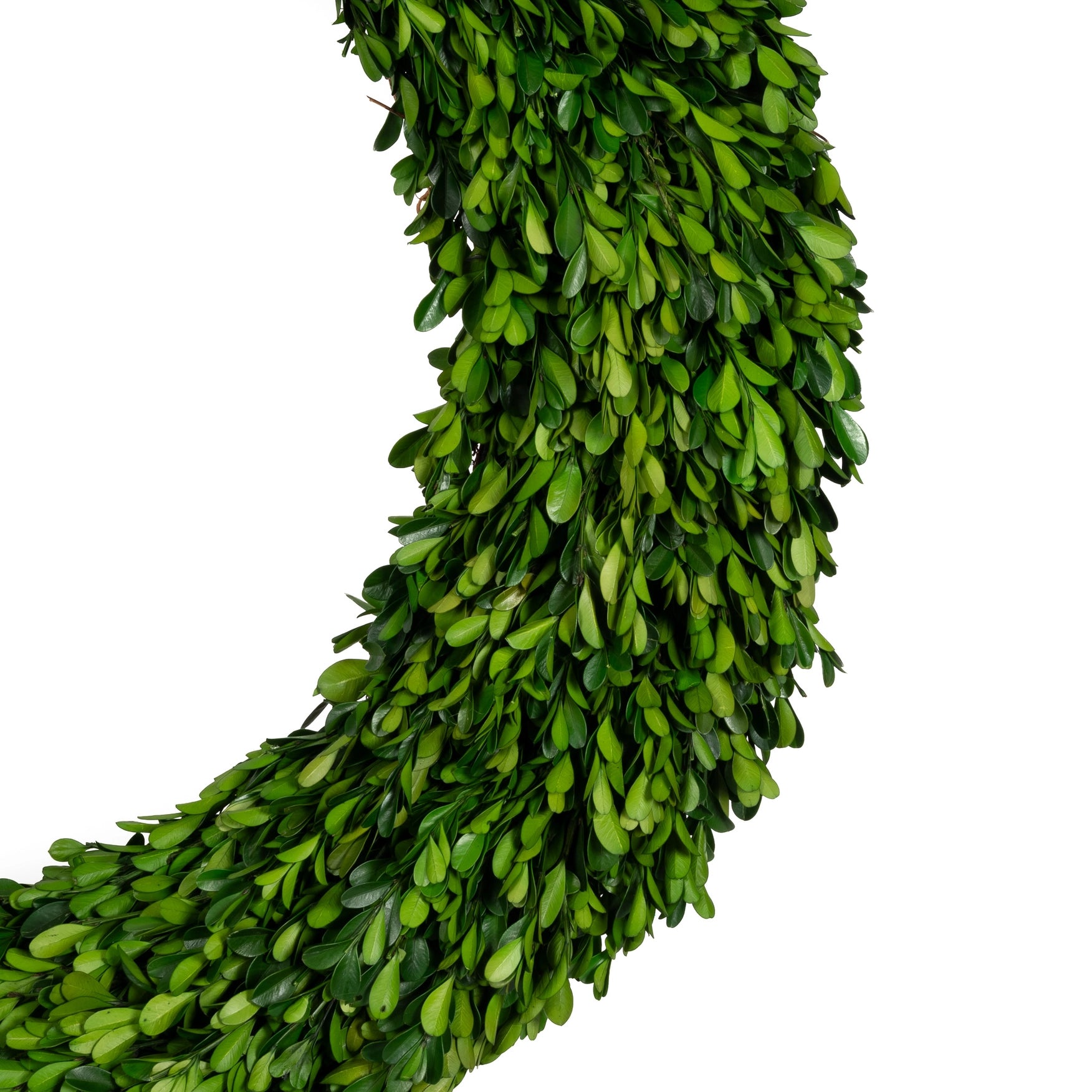Preserved Boxwood Regal Wreath 30"