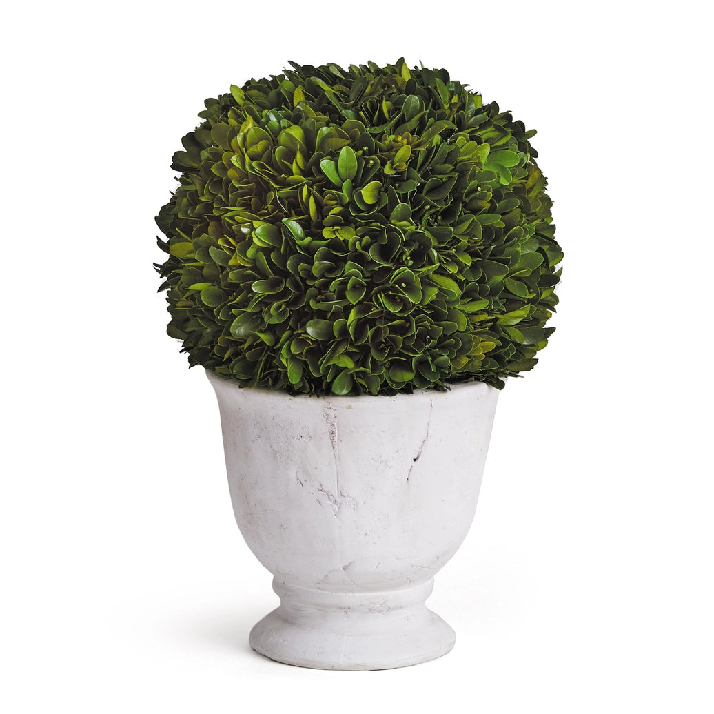 Boxwood Ball Topiary in Pot