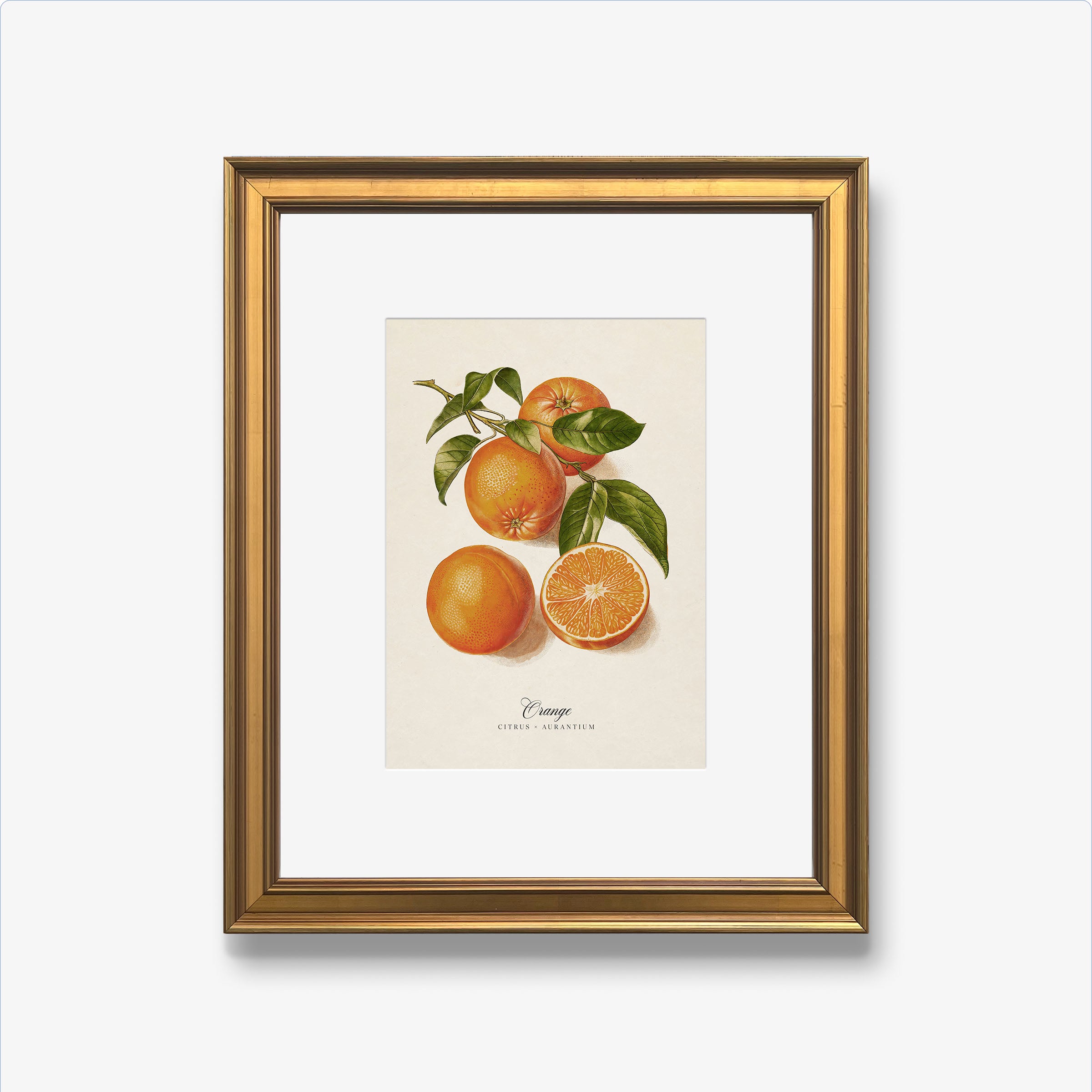 Botanicals: Orange