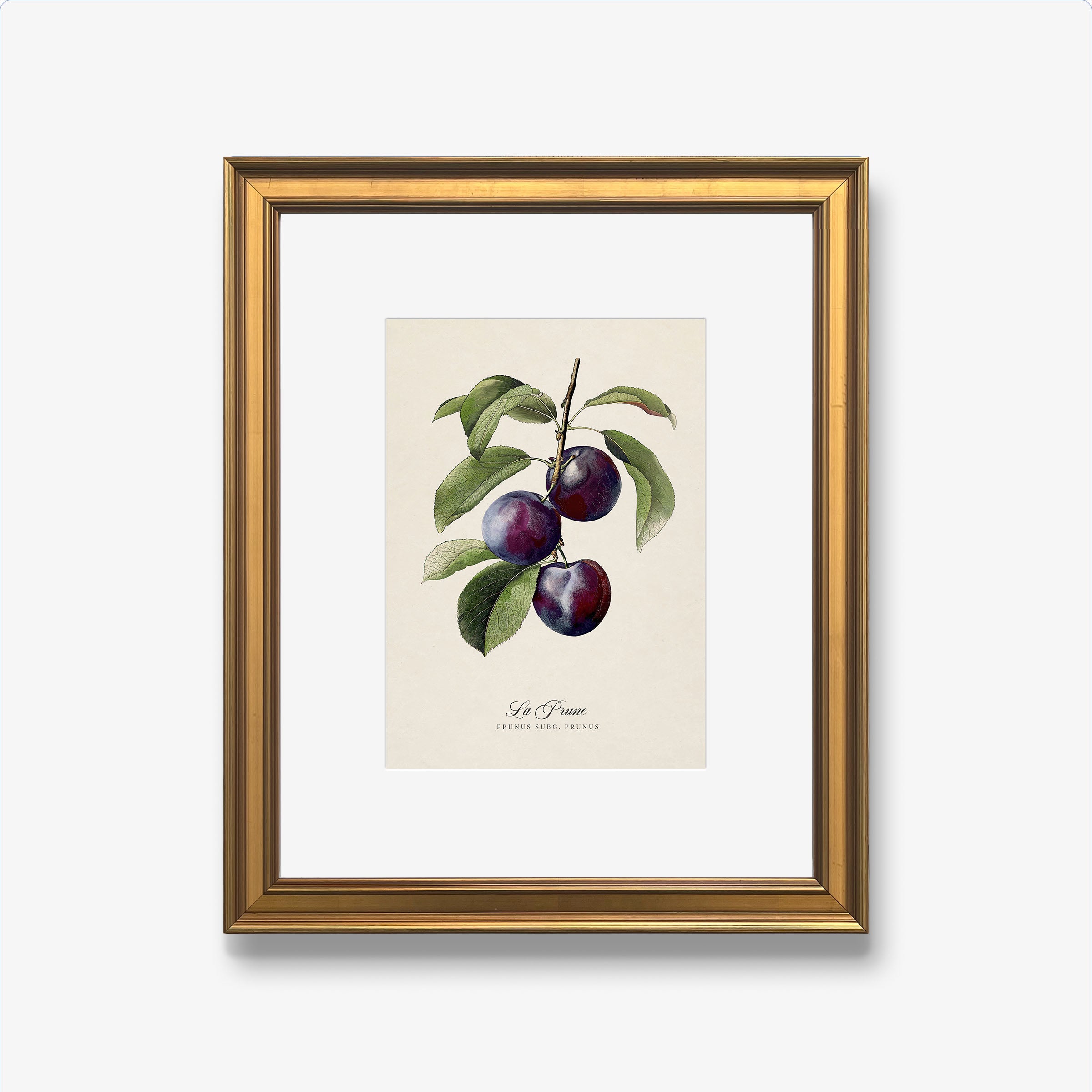 Botanicals: La Prune