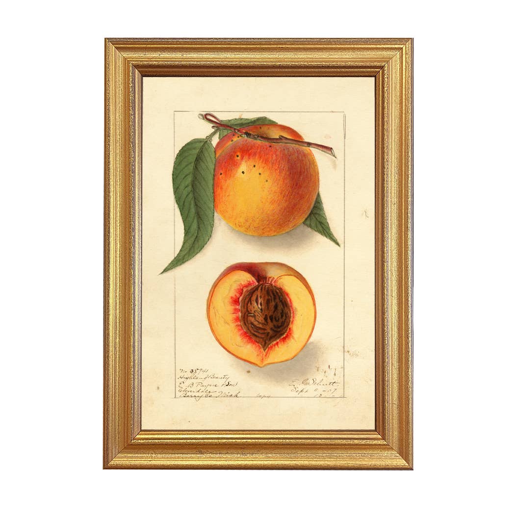 Highland Peach Vintage Frame