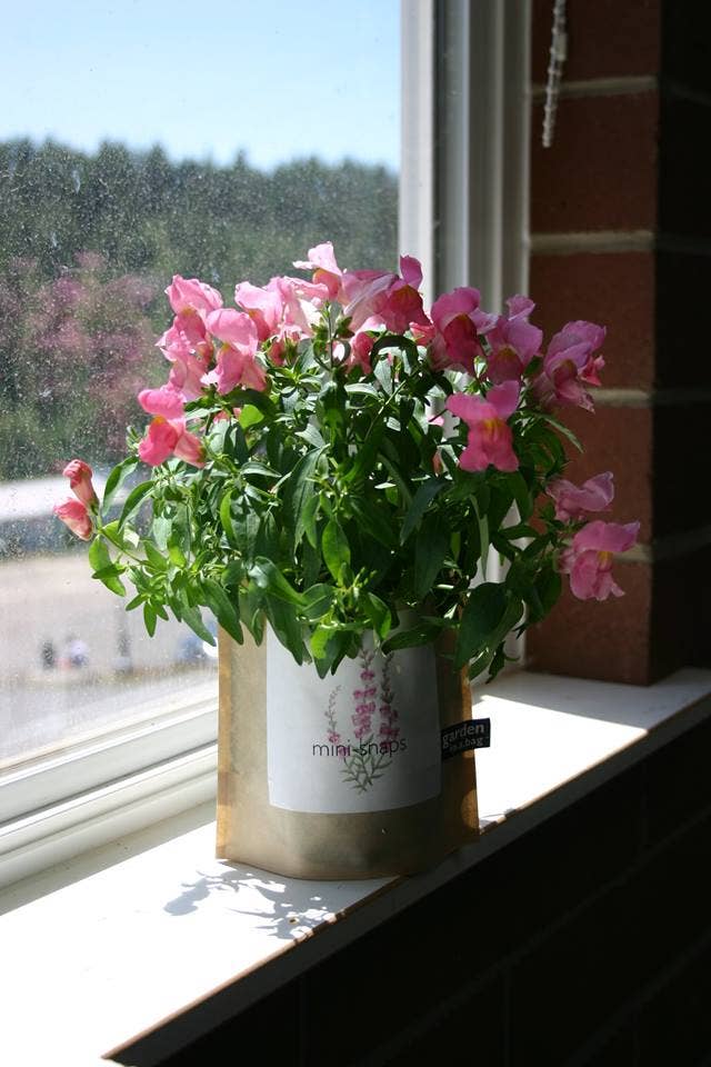 Garden in a Bag Snapdragon