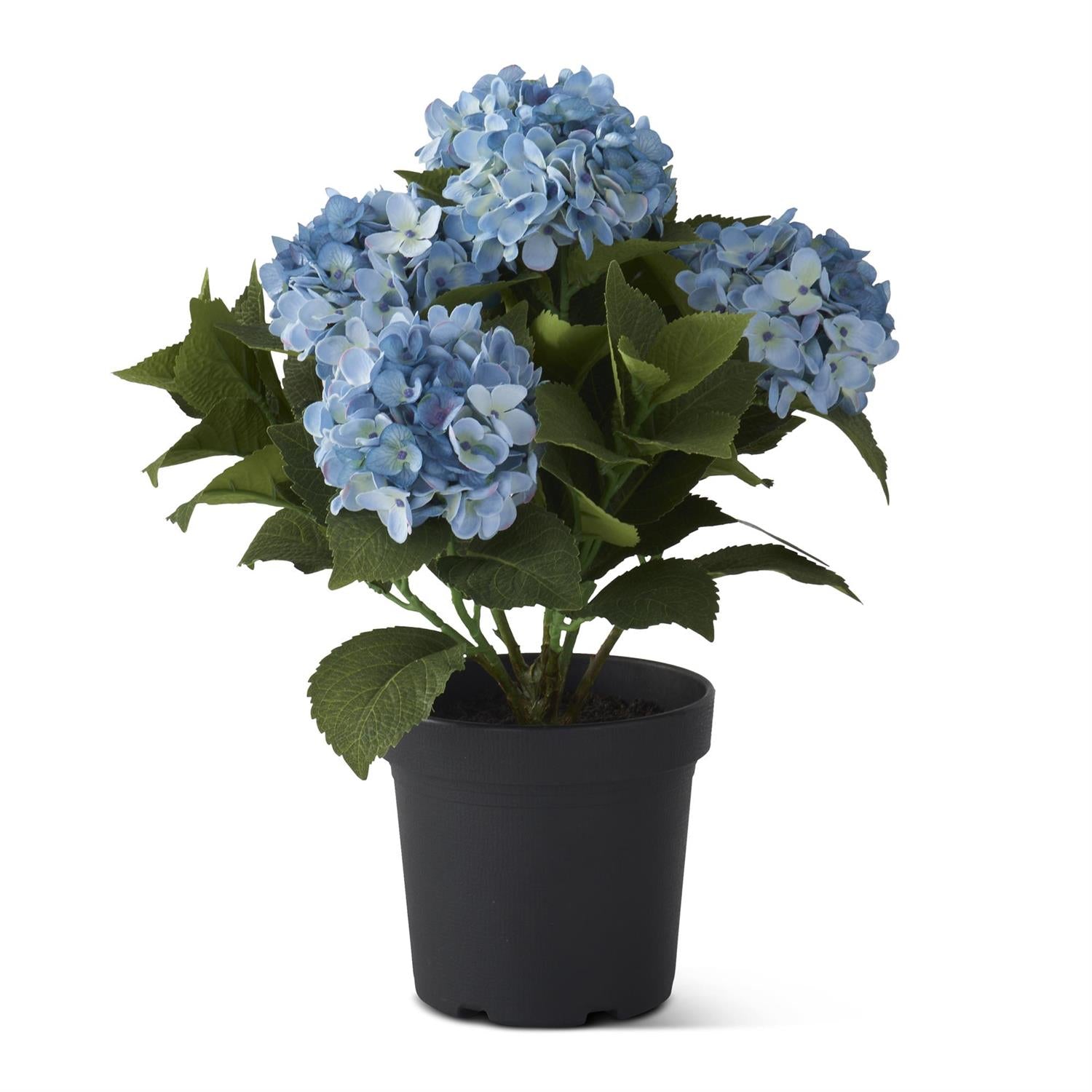 Blue Potted Hydrangea