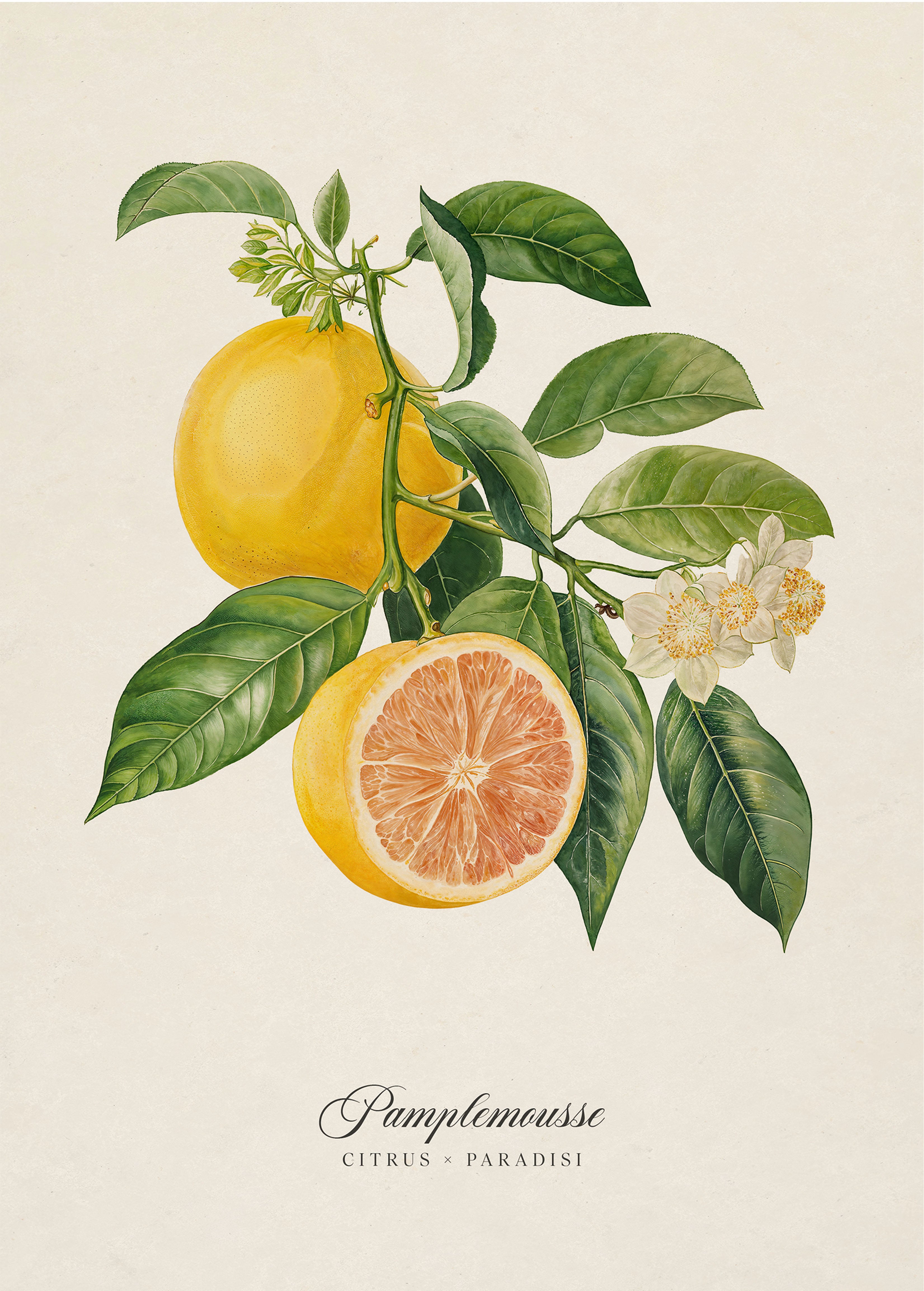 Botanicals: Pamplemousse