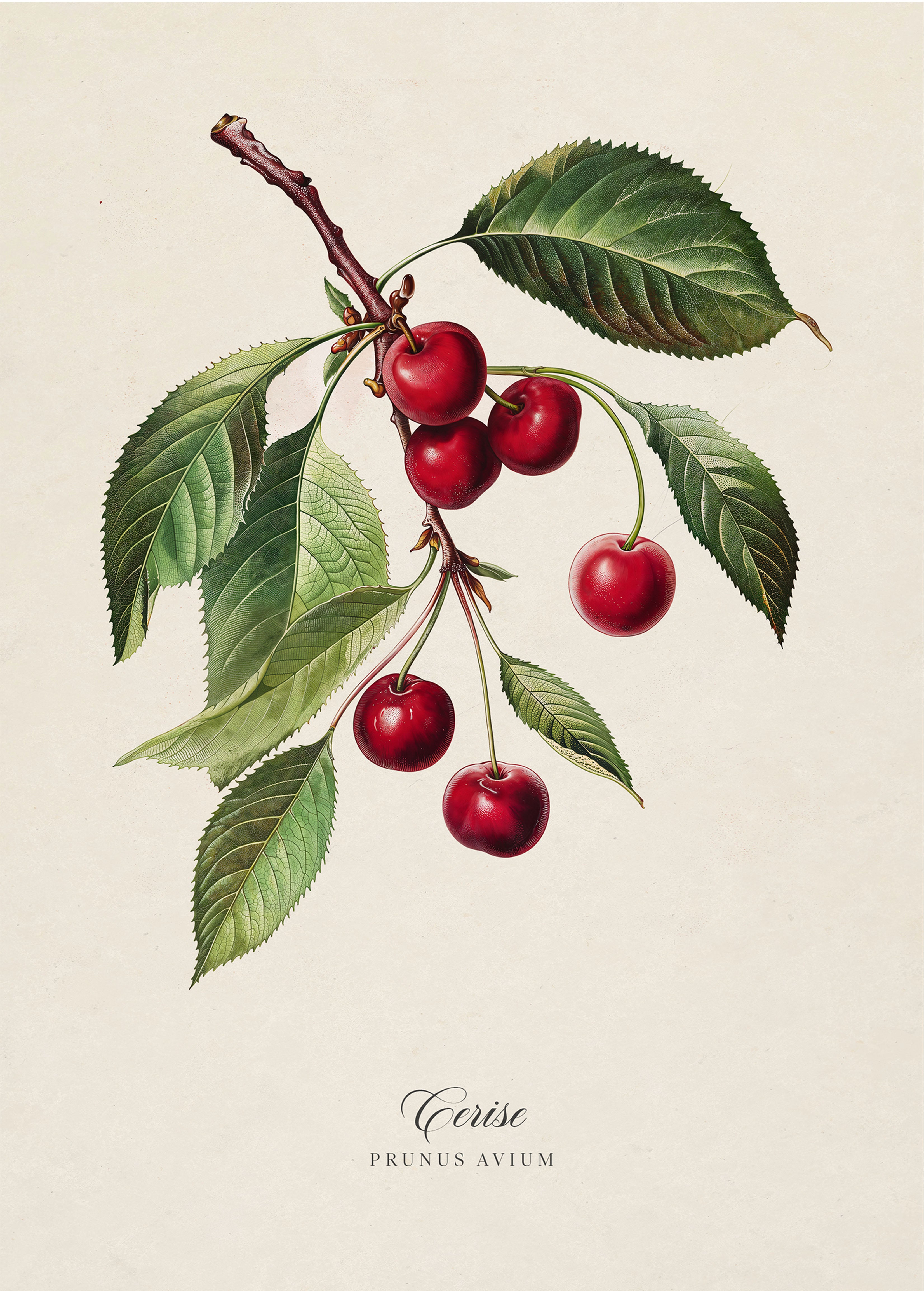 Botanicals: Cerise