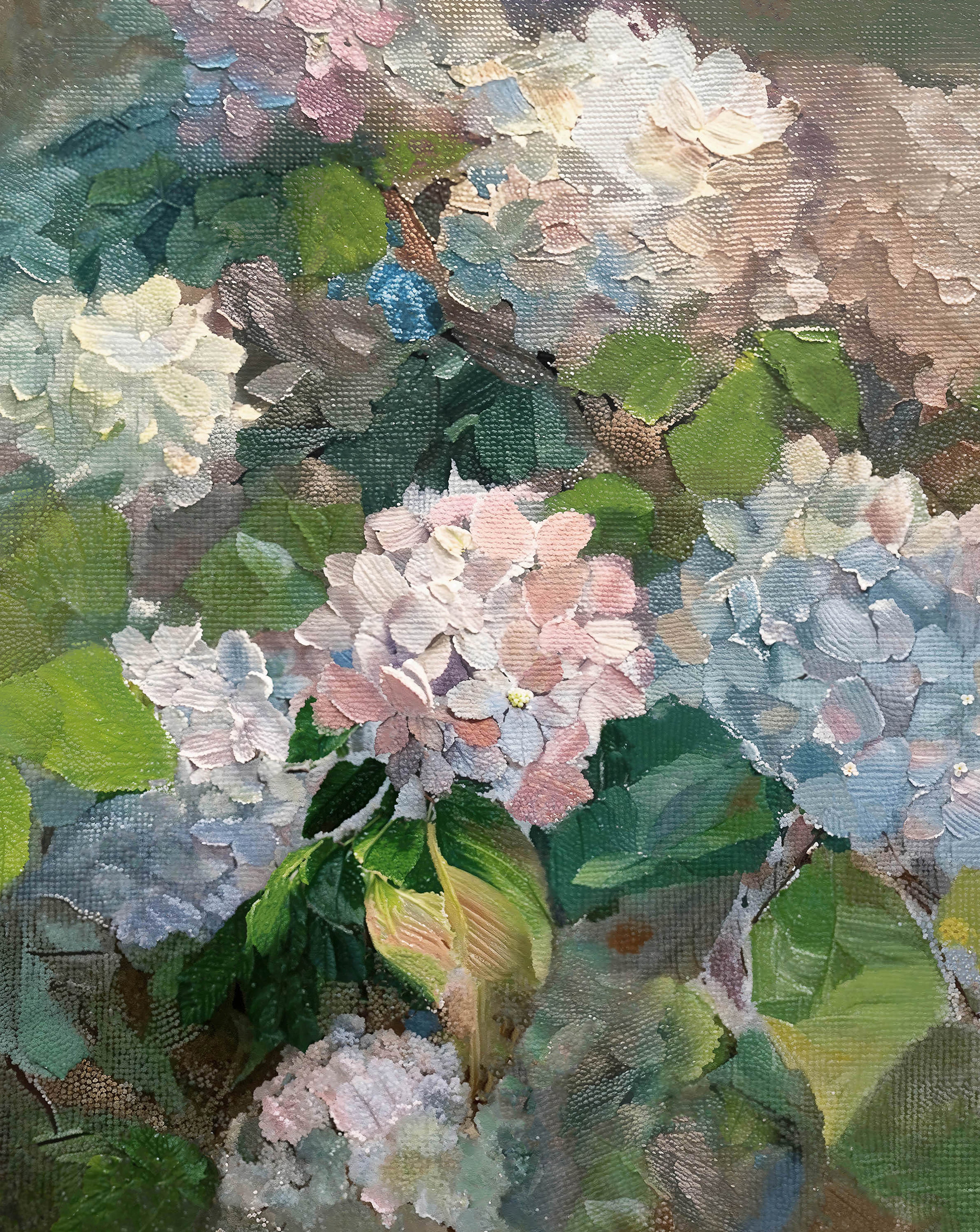 Hydrangea