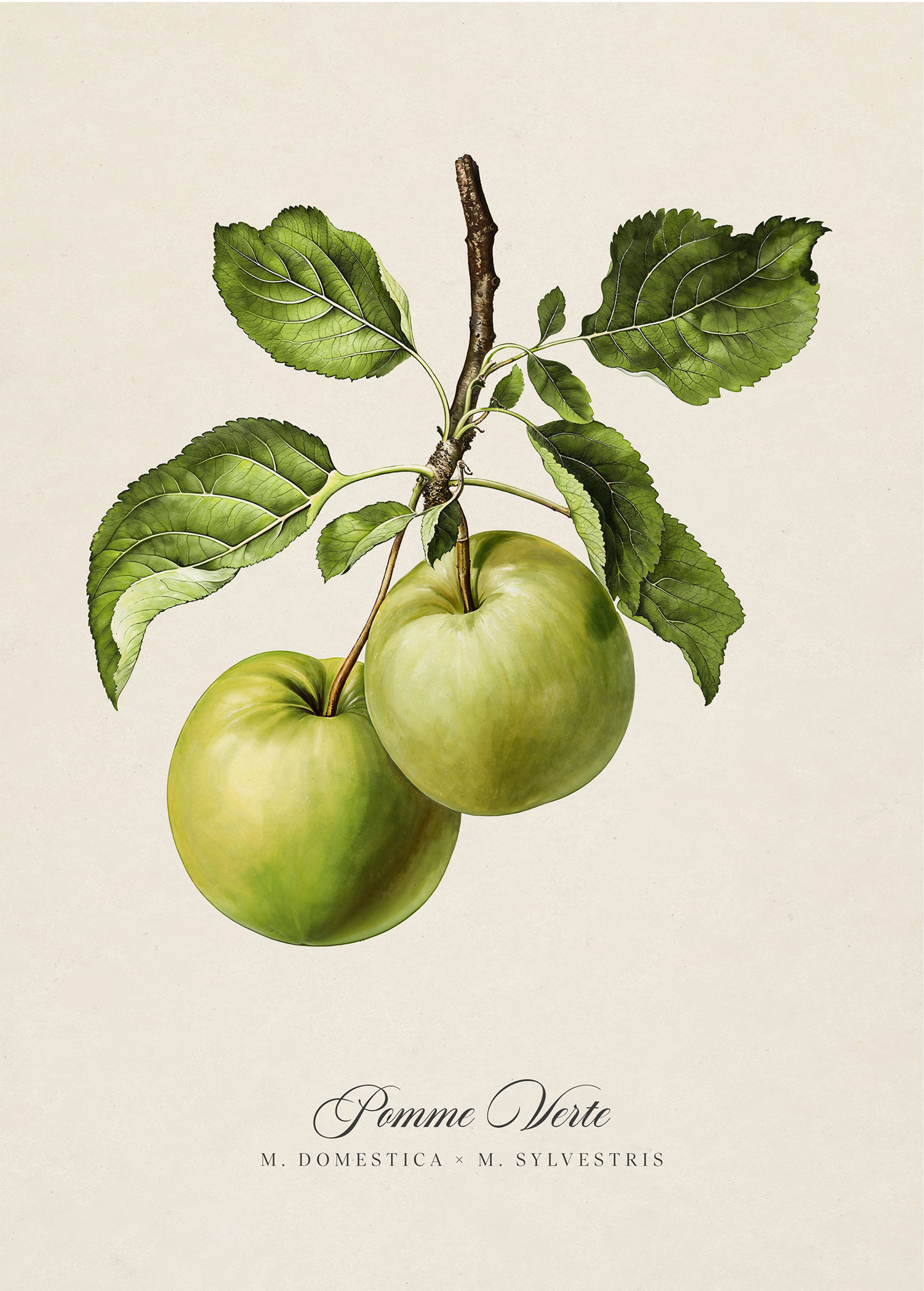 Botanicals: Pomme Verte