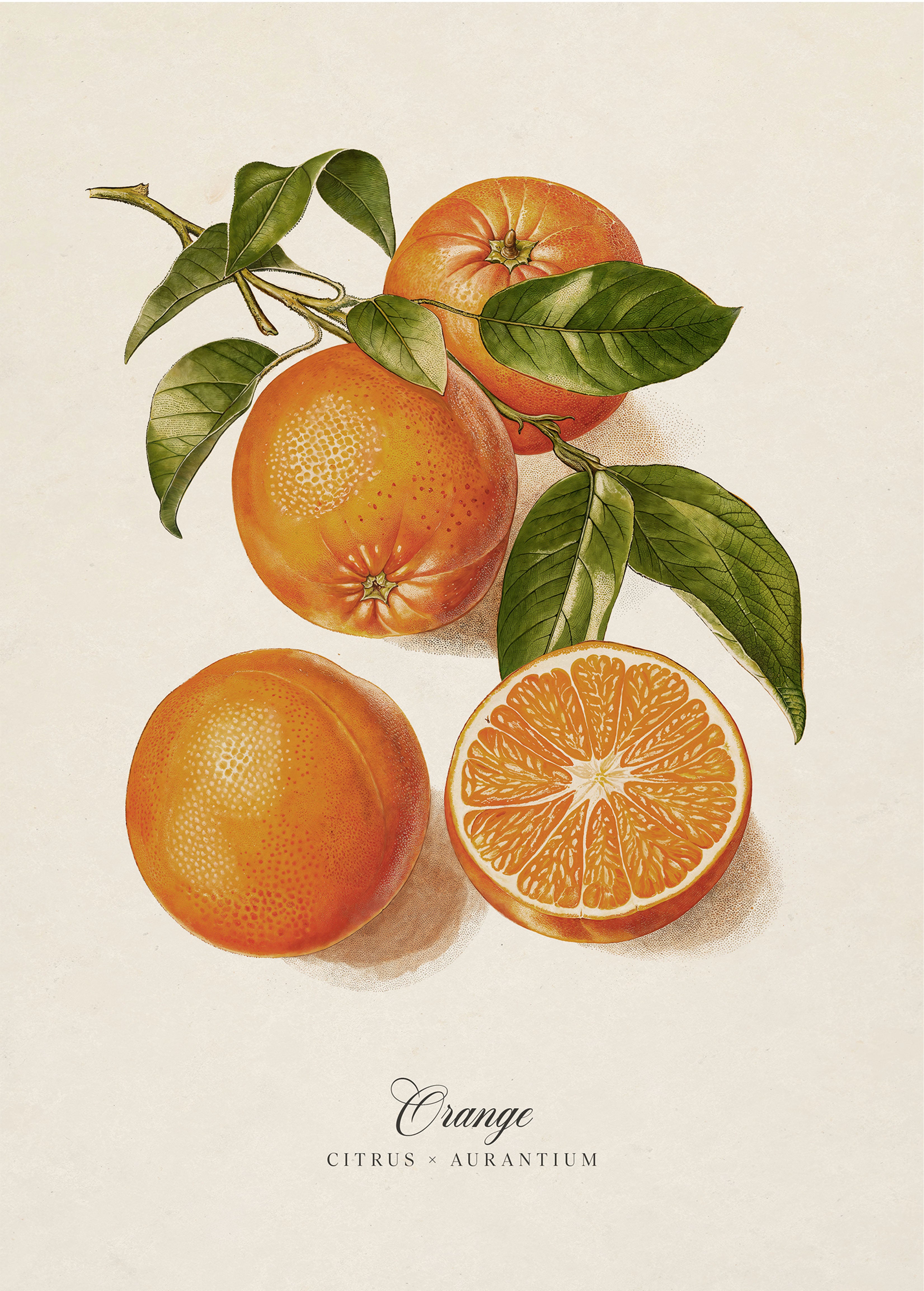 Botanicals: Orange