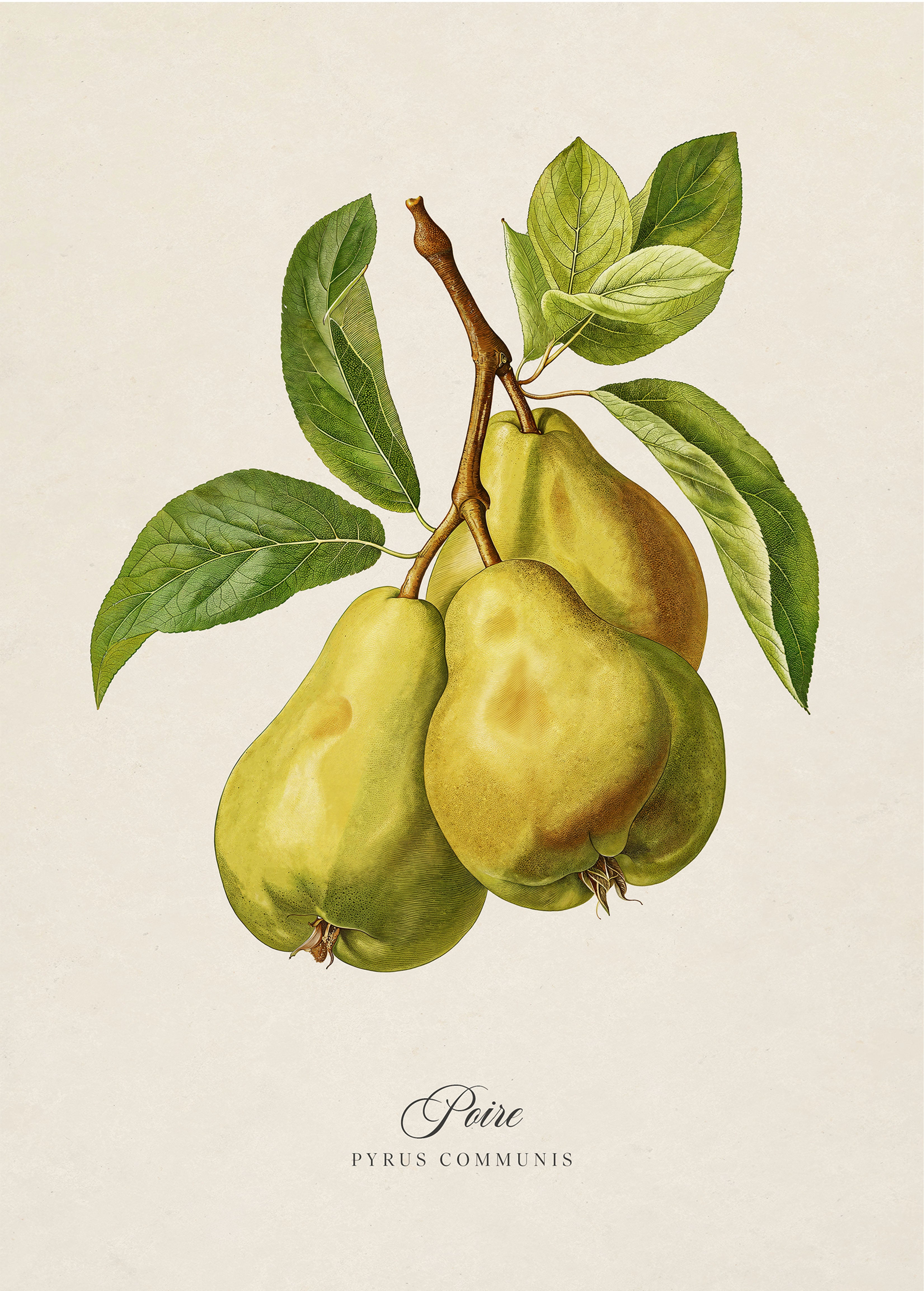 Botanicals: Poire