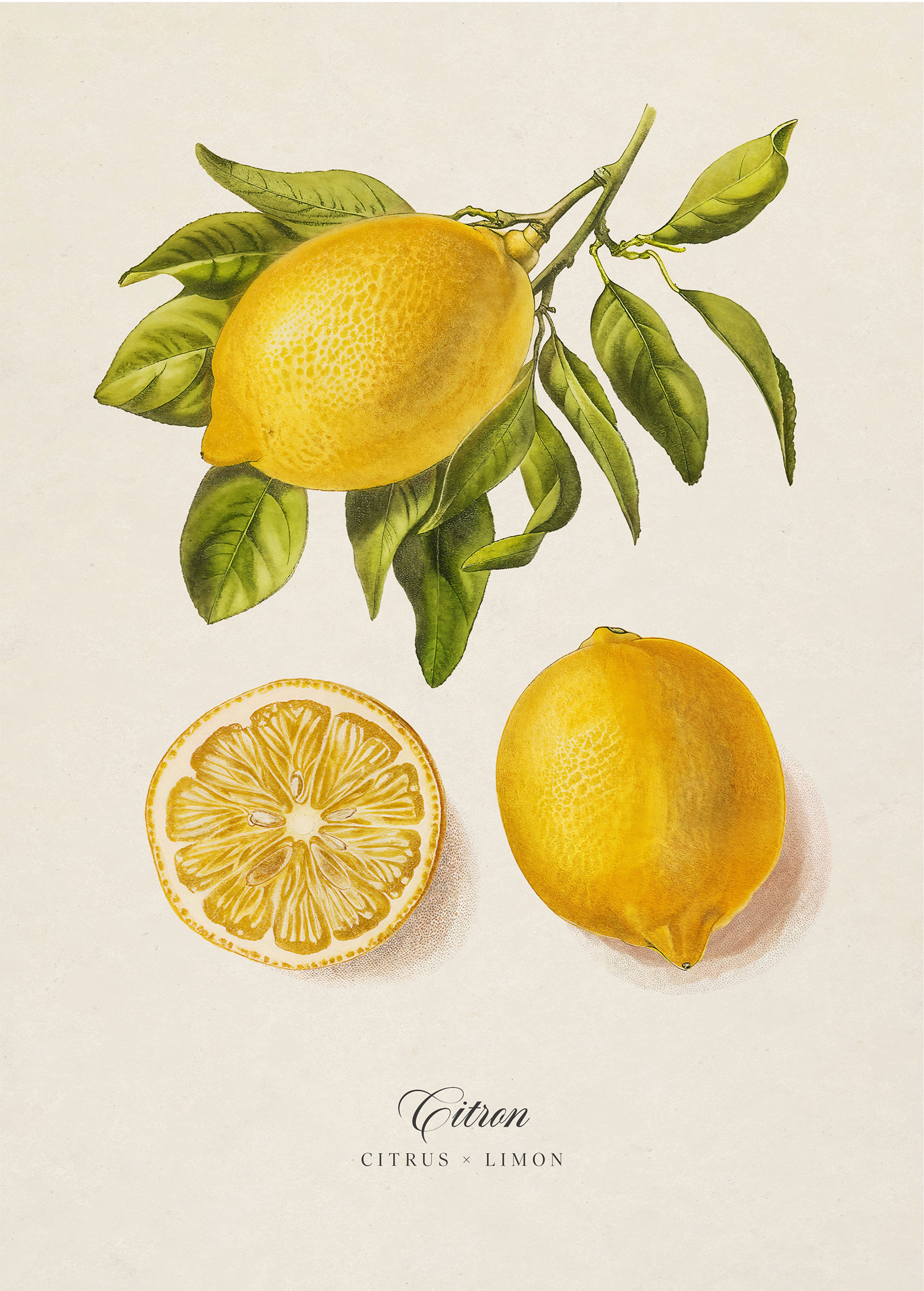 Botanicals: Citron