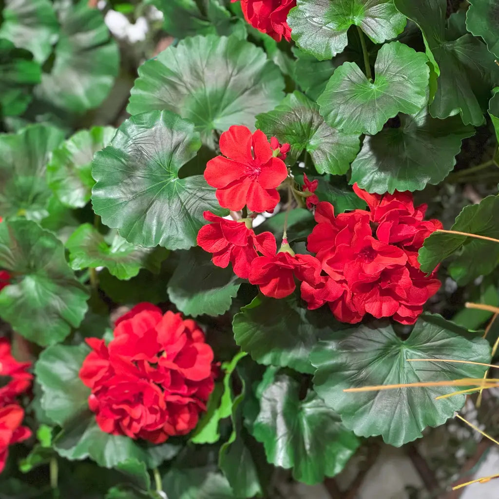Geranium Wreath 26"