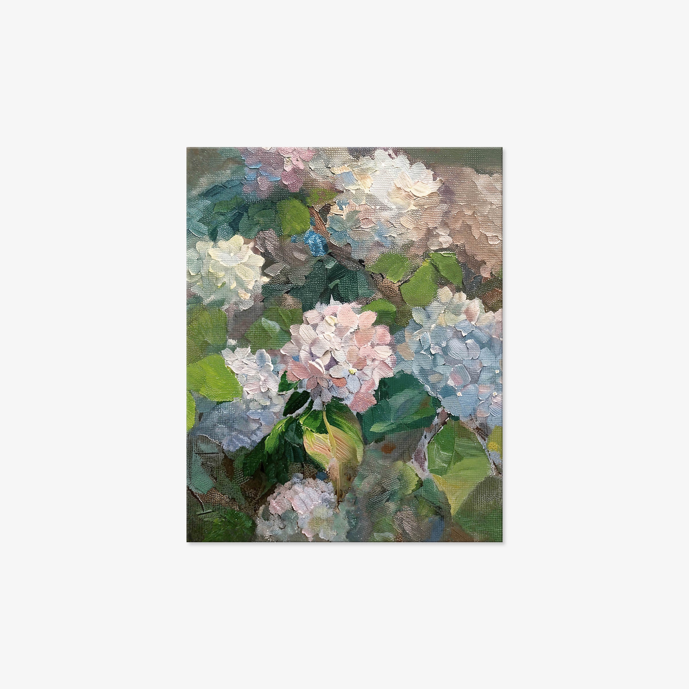 Hydrangea