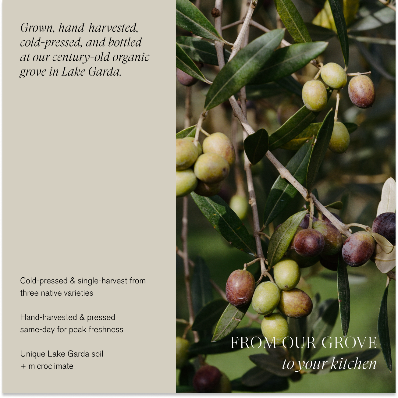 Organic Extra Virgin Olive Oil