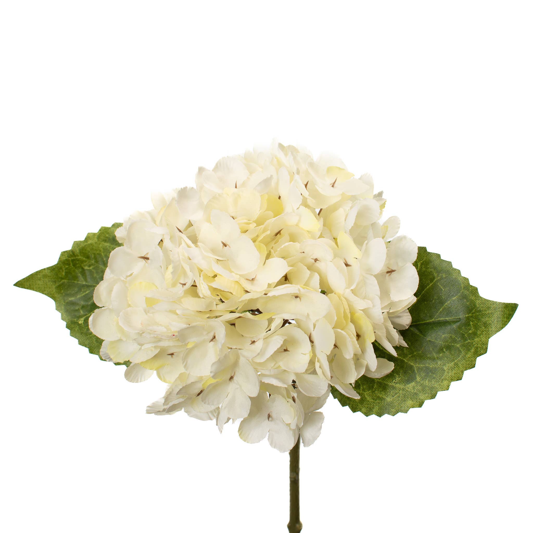 Hydrangea Stem Cream Bundle
