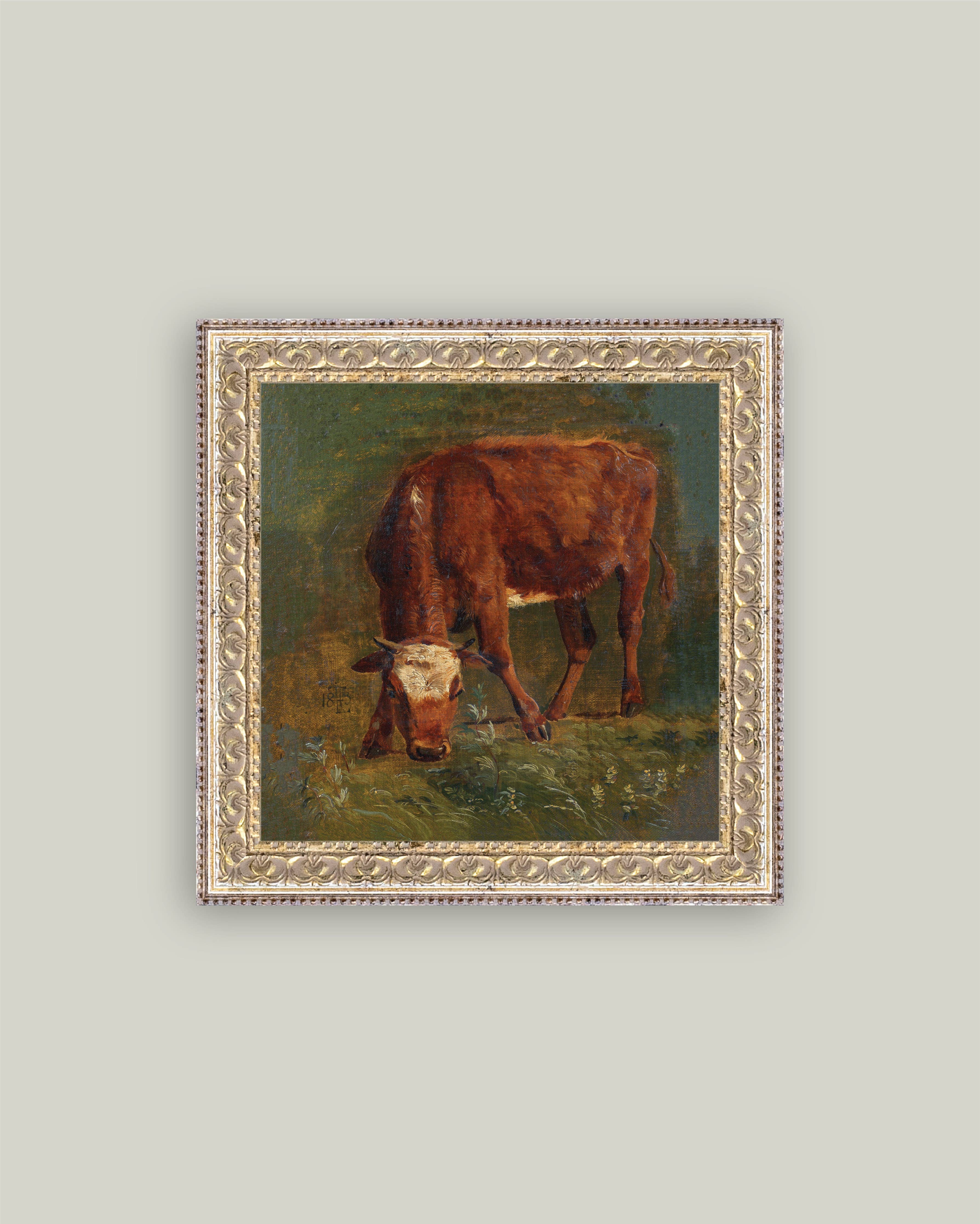 Grazing Red Heifer