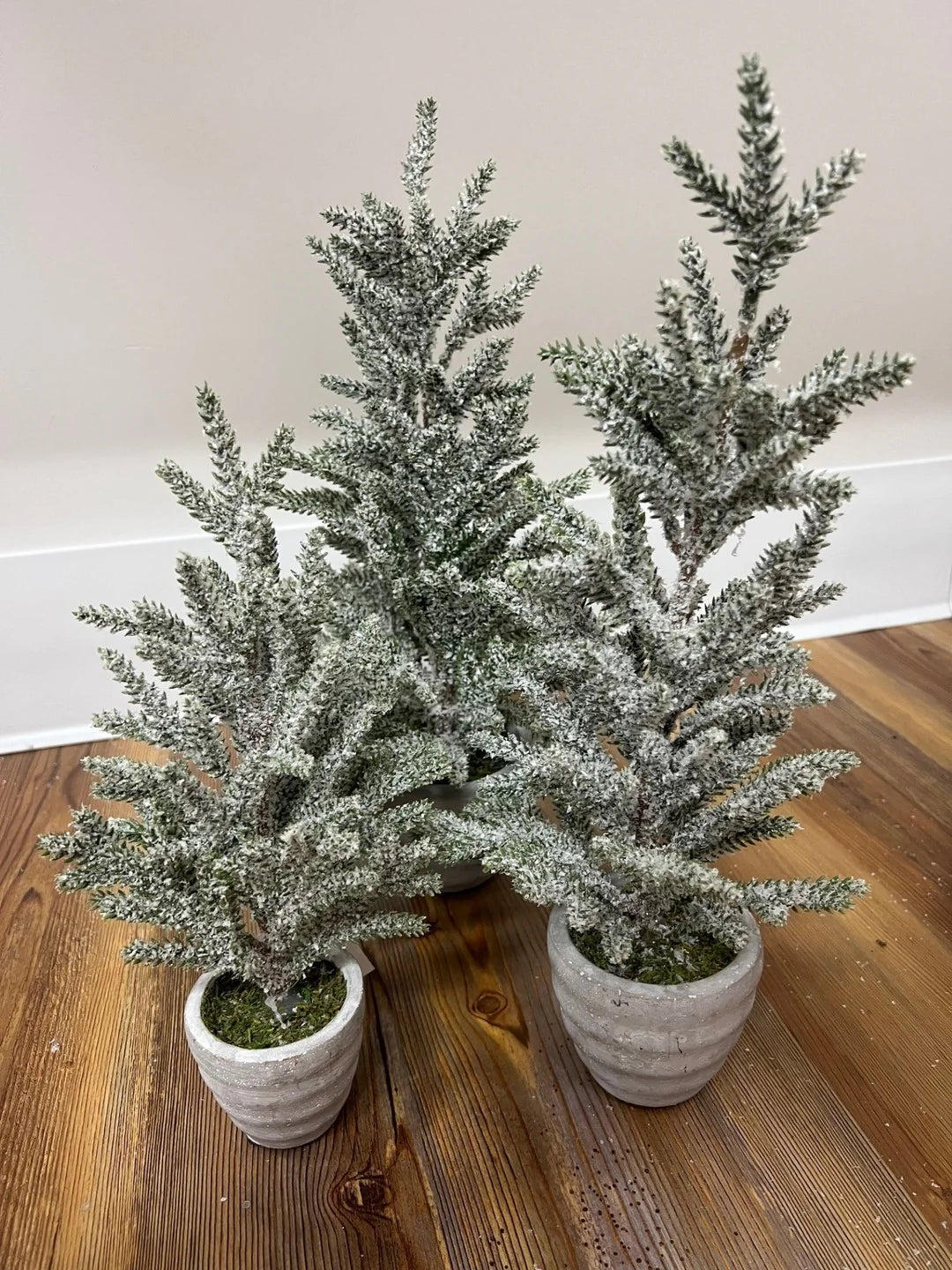 Pine Tree in Gray Cement Pot