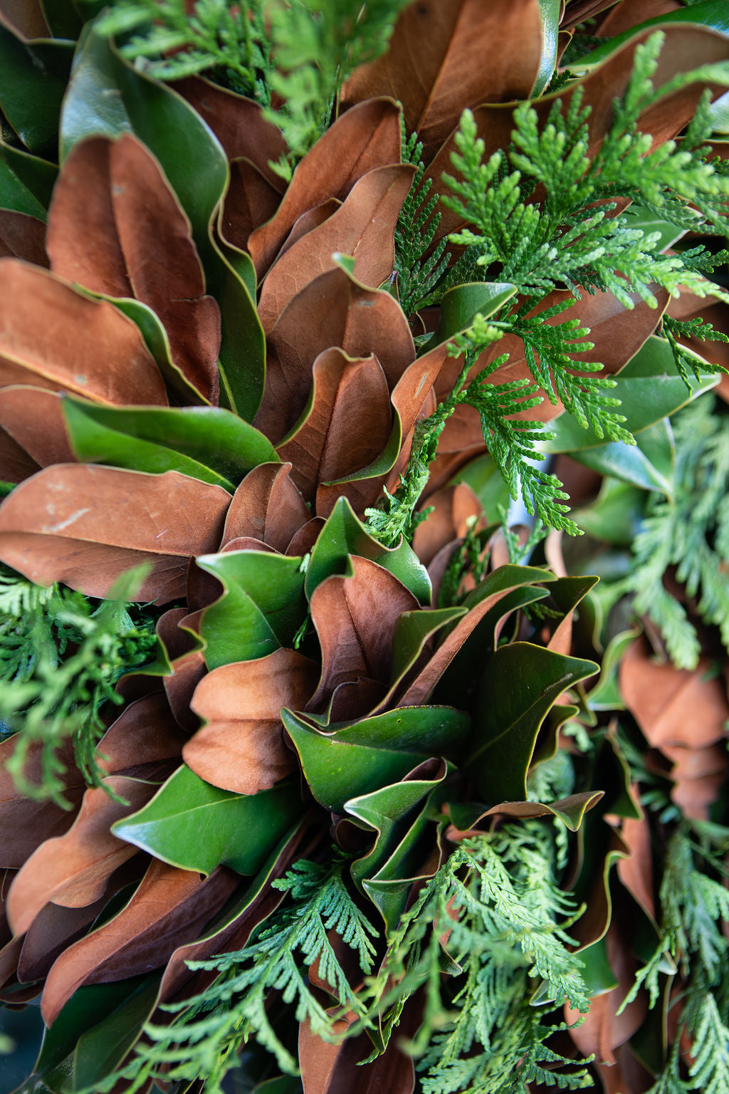 Fresh Holiday Cedar and Magnolia 28″ Wreath
