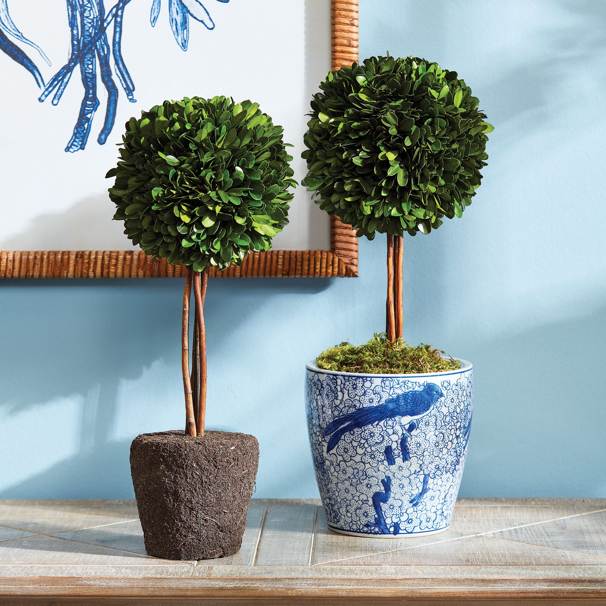 Boxwood Single Sphere Topiary Drop-In