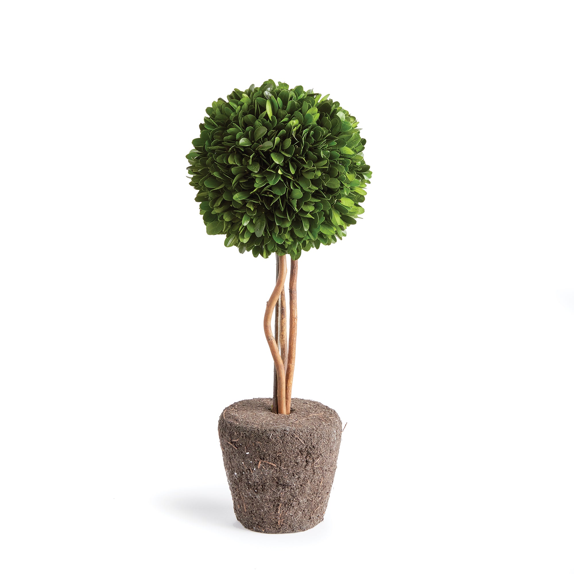 Boxwood Single Sphere Topiary Drop-In