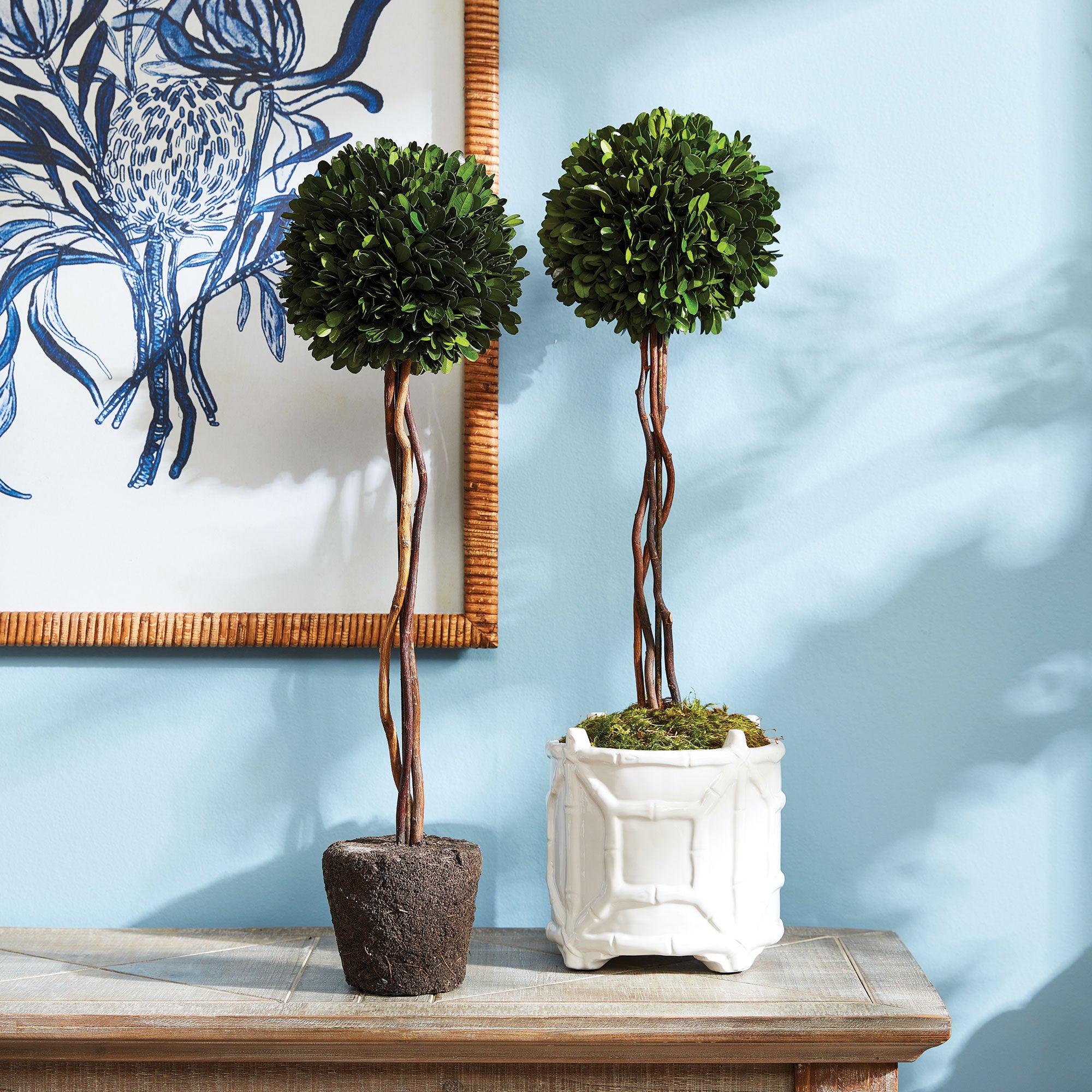 Boxwood Single Sphere Topiary Drop-In