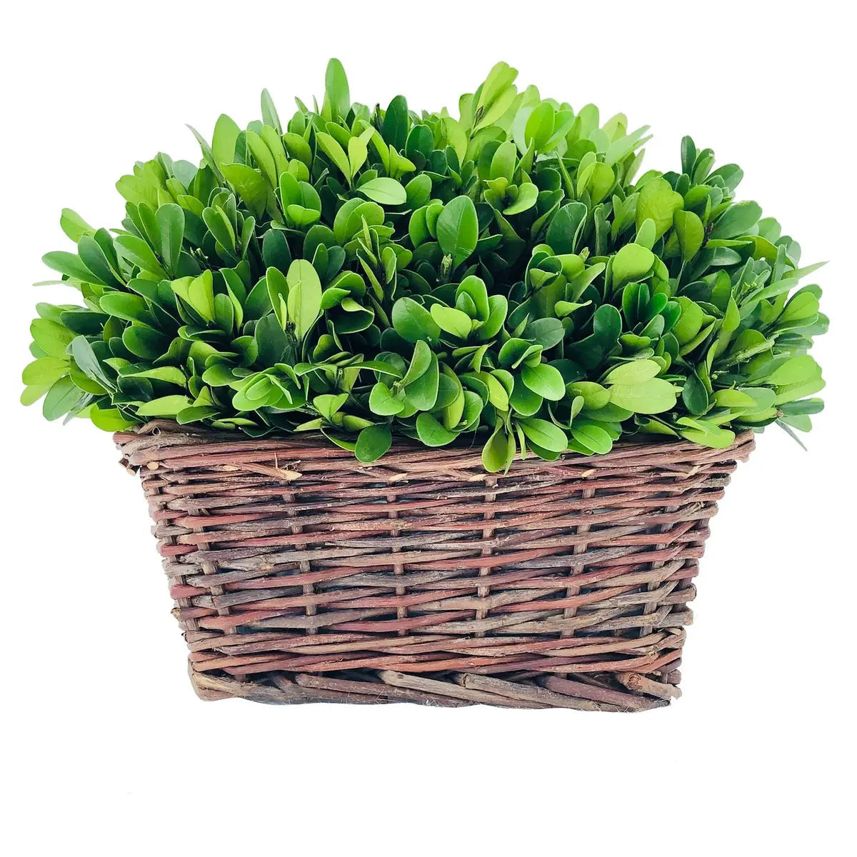 Preserved Boxwood Hedge