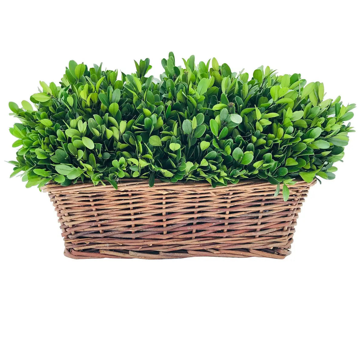 Preserved Boxwood Hedge