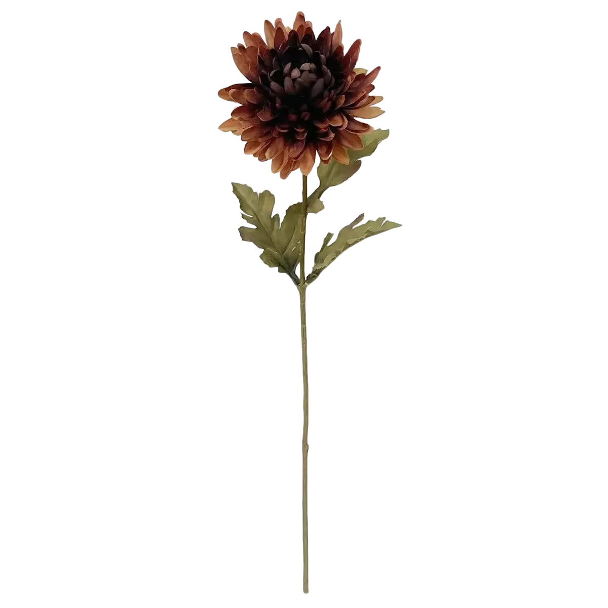 Chrysanthemum Stem