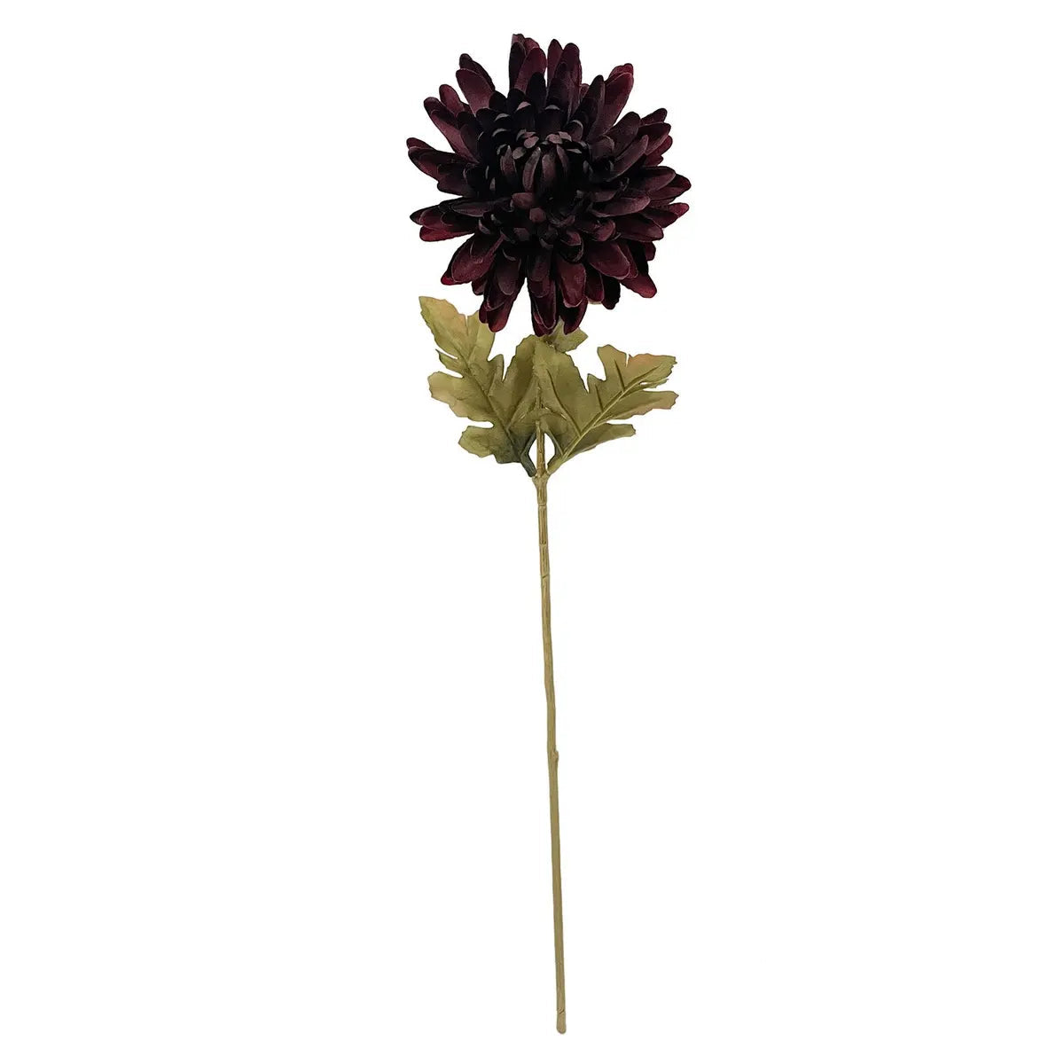 Chrysanthemum Stem