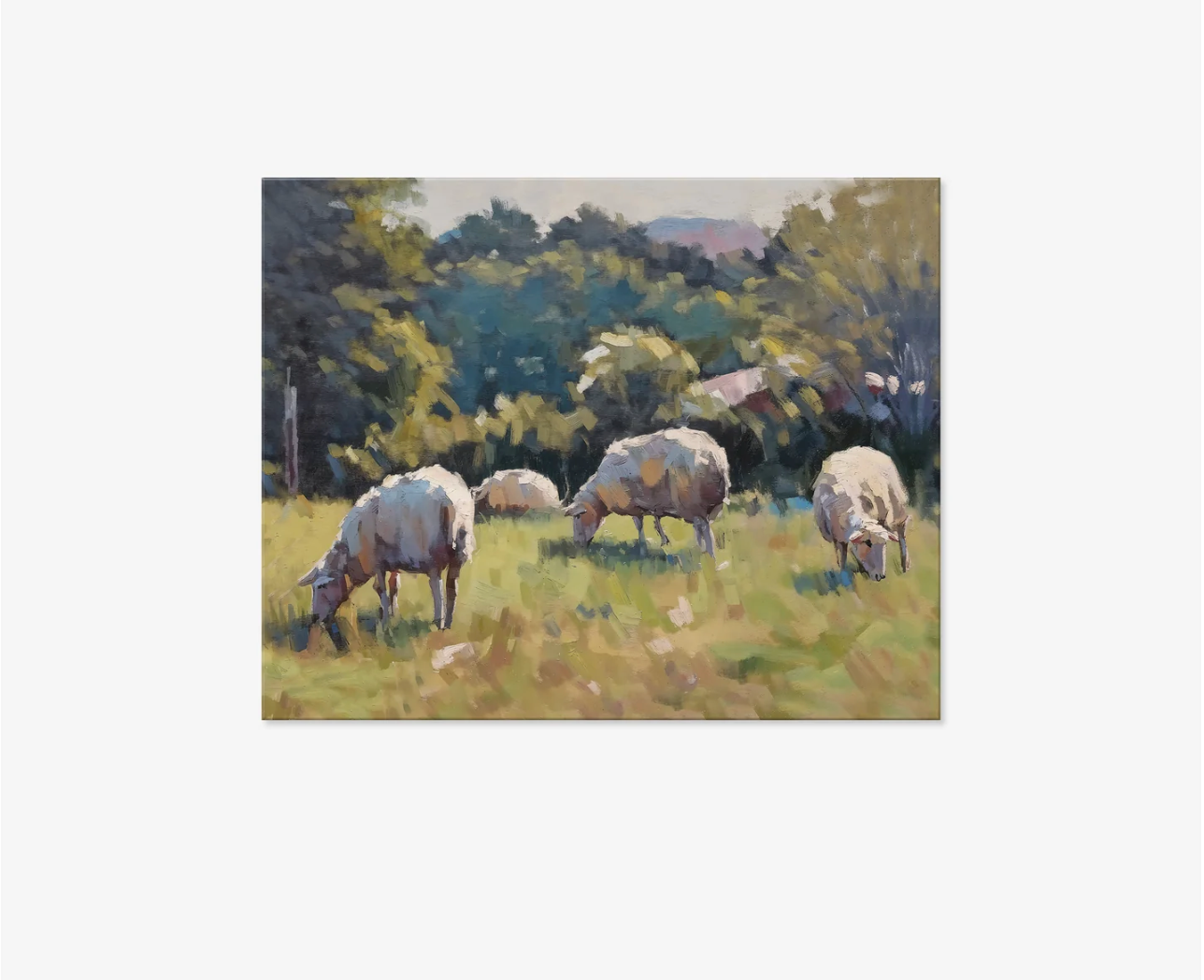 Sheep in Meadow