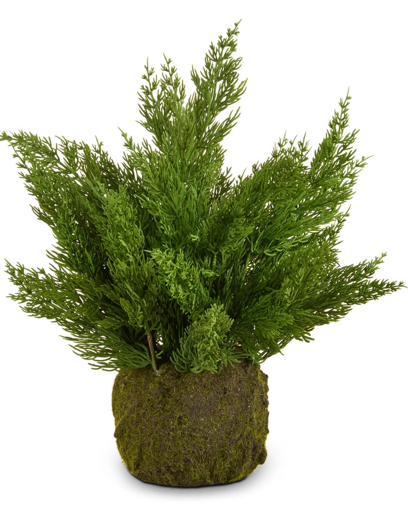 Cedar plant