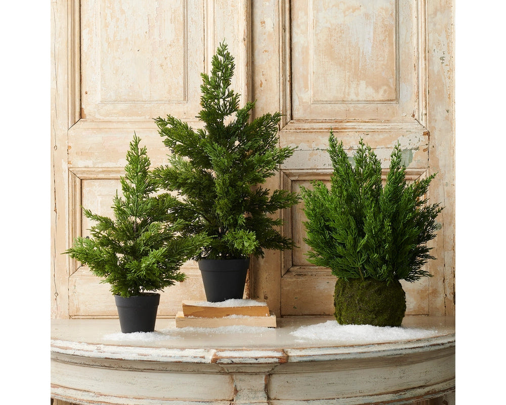 Cedar plant