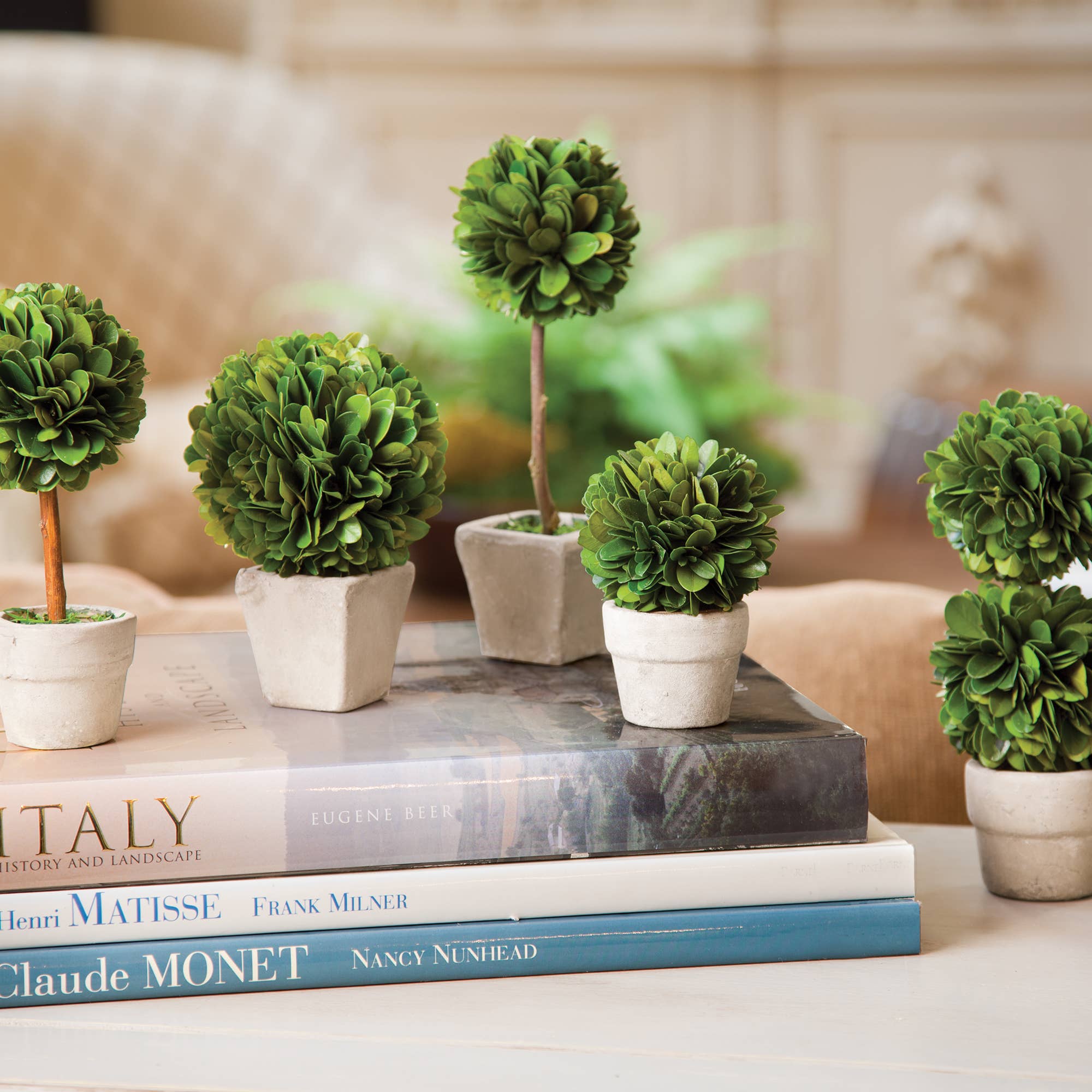 Boxwood Mini Topiary In Pot Set