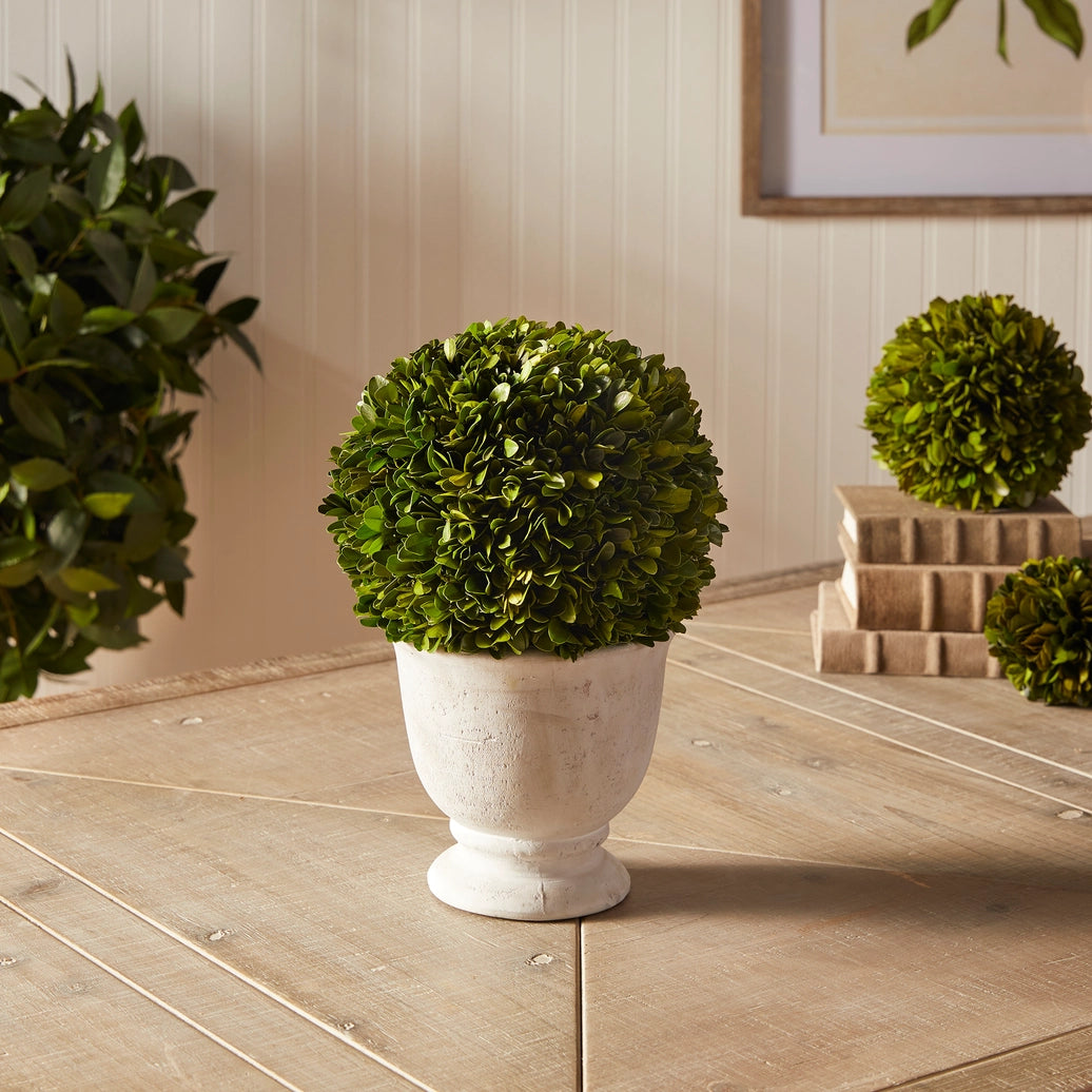 Boxwood Ball Topiary in Pot