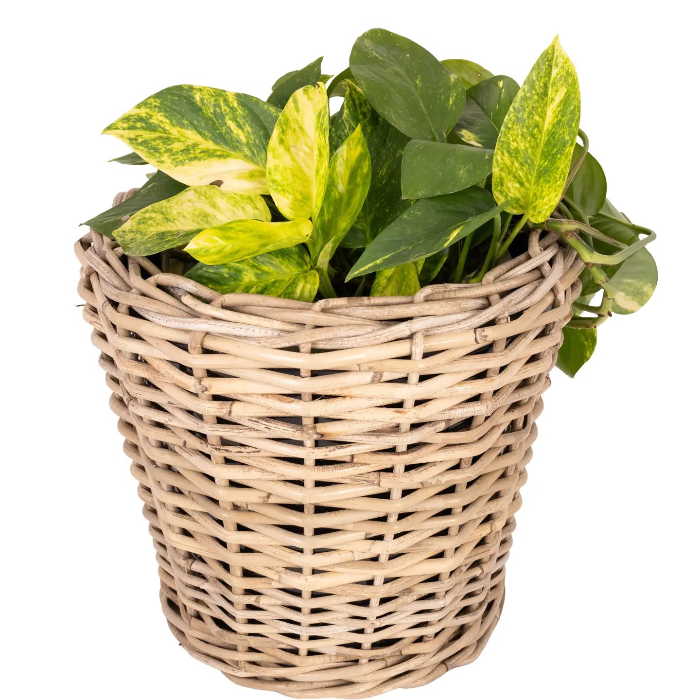 Rattan Round Basket Planter