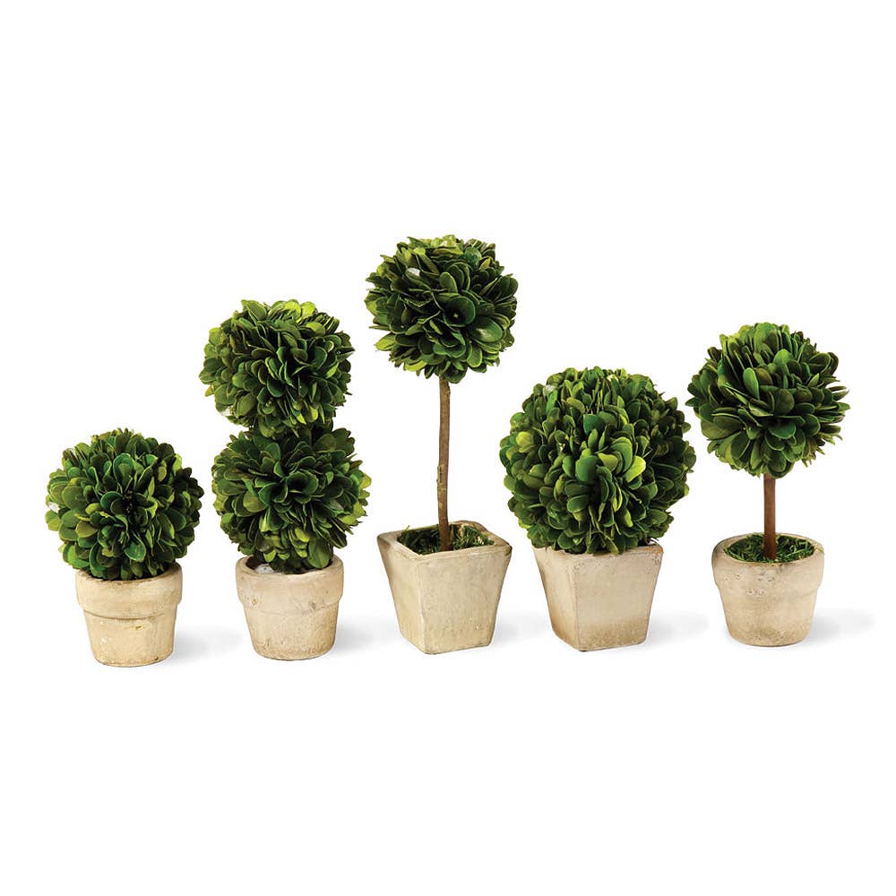 Boxwood Mini Topiary In Pot Set