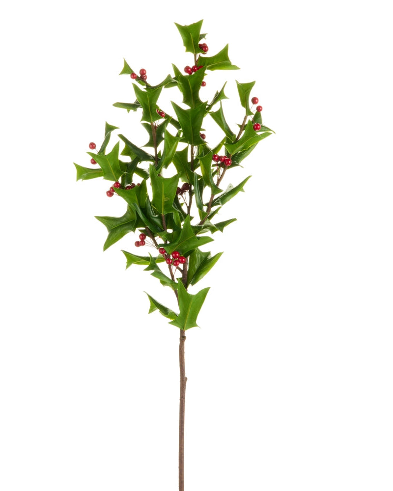 Holly Branch