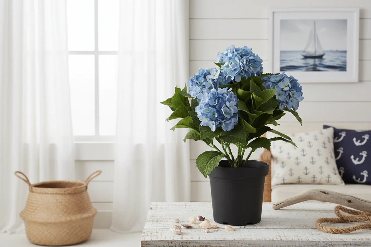 Blue Potted Hydrangea