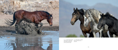 Wild Horses of the West : Photography Coffee Table Book